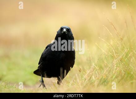 Primo piano di un corvo di Carrion che cammina in erba, Regno Unito. Foto Stock