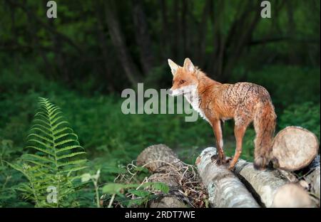 Primo piano di una volpe rossa in piedi su tronchi d'albero in una foresta, Regno Unito. Foto Stock