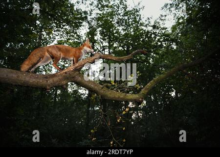Primo piano di una volpe rossa (Vulpes vulpes) in piedi su un ramo di un albero in una foresta, Regno Unito. Foto Stock