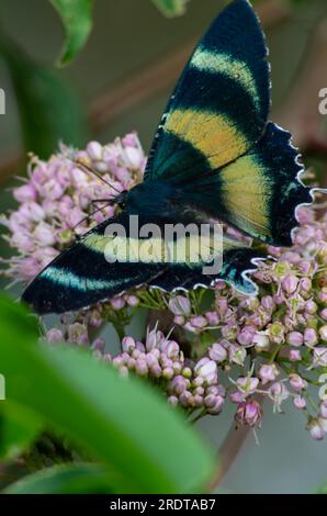 Zodiac Moth, Alcides metaurus, Day Flying Moth, North Queensland Day Moth, da mangiare con il fiore Evodia. Atherton, Queensland, Australia. Foto Stock