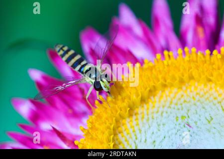 Long hoverfly (Sphaerophoria scripta), North Rhine-Westphalia, Common Pencil hoverfly, Germania Foto Stock