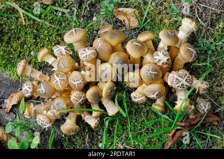 Fungo del miele (Armillaria mellea), Renania settentrionale-Vestfalia, Hallimasch comune, Hallimasch giallo dorato, Germania Foto Stock