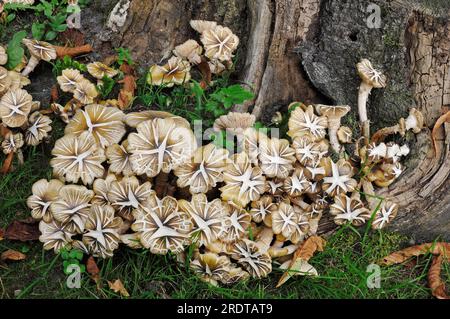 Honey fungus (Armillaria mellea), North Rhine-Westphalia, Common Hallimasch, Golden-yellow Hallimasch, Germany Stock Photo