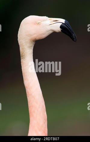 Flamingo cileni (Phoenicopterus chilensis) Foto Stock