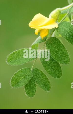 Siberian (Caragana arborescens) Pea Shrub, Renania settentrionale-Vestfalia, Germania, Pea Tree siberiano Foto Stock