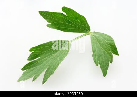 (Levistico Levisticum officinale), foglie Foto Stock