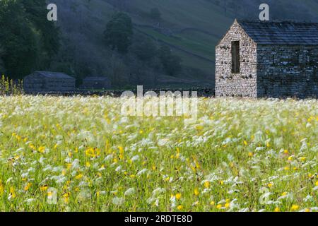 Prati di fiori selvatici intorno al villaggio Yorkshire Dales di Muker nella parte superiore di Swaledale, nel North Yorkshire, Inghilterra Foto Stock
