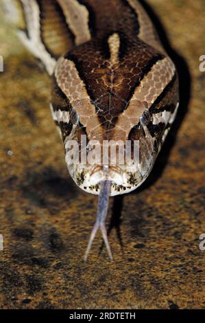 Python indiano scuro (Python molurus bivittatus), che sfarfalla la lingua Foto Stock