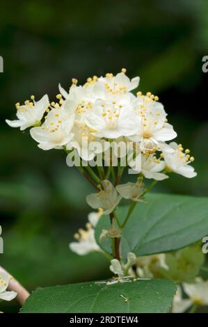 Deutzie mongole a sangue piccolo (Deutzia parviflora) Foto Stock