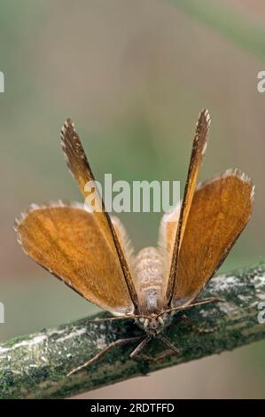 Bupalus piniaria, parco nazionale De Hoge Veluwe, Paesi Bassi, Pine Looper Moth Foto Stock