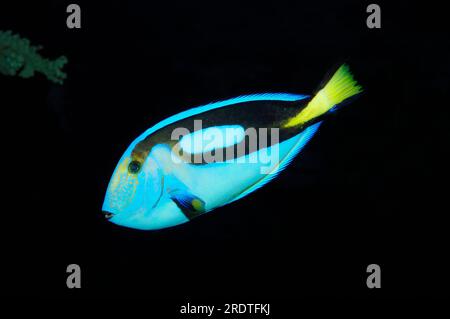 Blue Tang (Paracanthus hepatus), Blue Hippo Tang, Palete Surgeonfish, Blue Surgeonfish, Pacific, Blue Regal Tang, Side Foto Stock