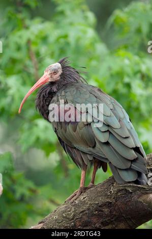 Northern Bald ibis (Geronticus eremita) Foto Stock
