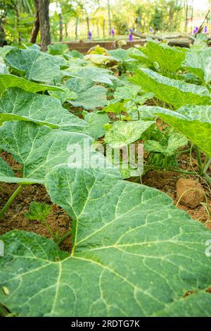 Cucurbita maxima pianta in orto Foto Stock