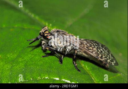 Tacca con corna (Haematopota pluvialis), Renania settentrionale-Vestfalia, Germania Foto Stock