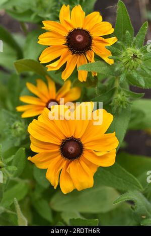 Fiori gialli su sfondo verde. Asteraceae. Rudbeckia. Heliopsis. Foto Stock