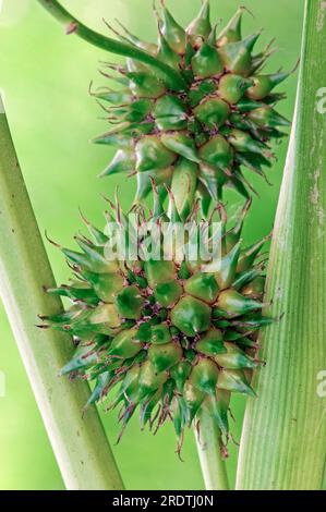 Burdock ramificato, Simplestem bur-Reed (Sparganium erectum), Sparganiaceae, Germania Foto Stock