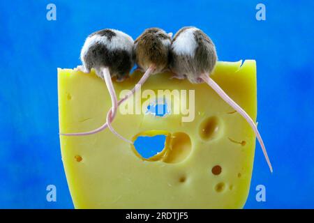 Colour mice on cheese, house mouse Stock Photo