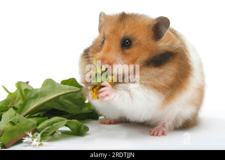 Il criceto dorato (Mesocricetus auratus) mangia il tarassio Foto Stock