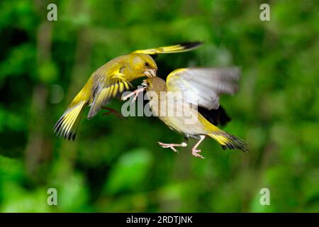 Greenfinches (Carduelis chloris), coppia, bassa Sassonia, Germania, fringuelli Foto Stock