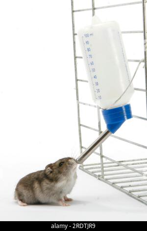 Criceto djungariano (Phodopus sungorus) con bottiglia, bottiglia d'acqua, vassoi per roditori, vassoi per criceti Foto Stock
