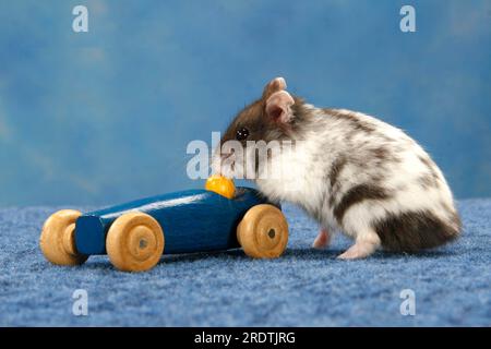 Criceto nano Campbell's (Phodopus campbelli) con giocattolo per bambini, giocattolo in legno, a piedi Foto Stock