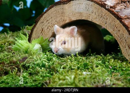 Criceto nano russo di Campbell's (Phodopus campbelli) Foto Stock