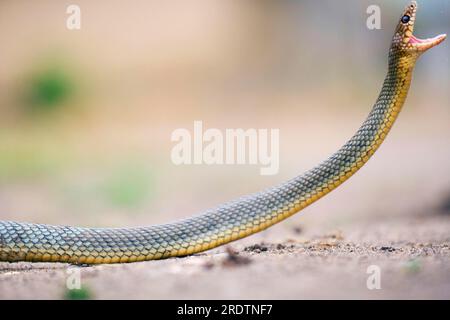 Large Whip Snake, Bulgaria (Coluber jugularis) Foto Stock