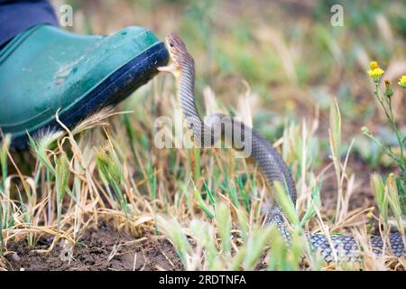 Large Whip Snake, Bulgaria (Coluber jugularis) Foto Stock