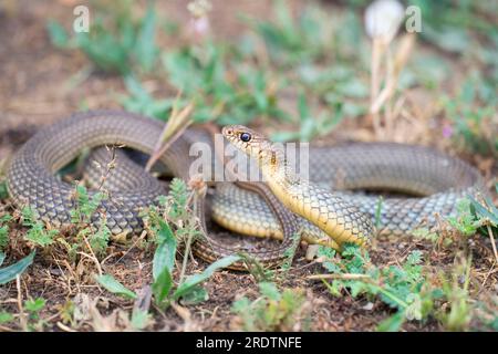 Large Whip Snake, Bulgaria (Coluber jugularis) Foto Stock