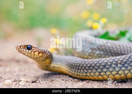 Large Whip Snake, Bulgaria (Coluber jugularis) Foto Stock