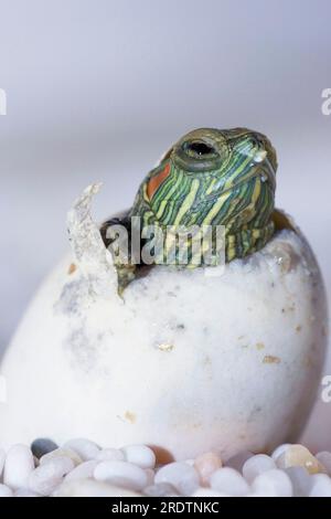 Cursore dalle orecchie rosse (Trachemys scripta elegans), cova dall'uovo (Pseudemys scripta elegans) Foto Stock