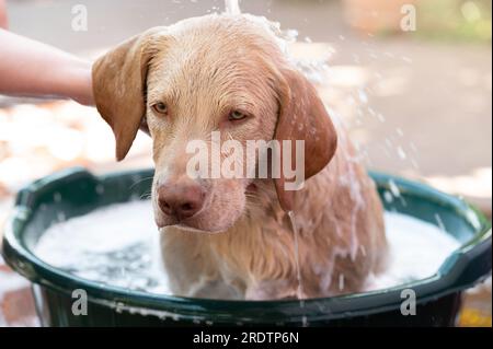 Tema per cani da toeletta. Lavare in bagno labrador cucciolo con vista ravvicinata Foto Stock