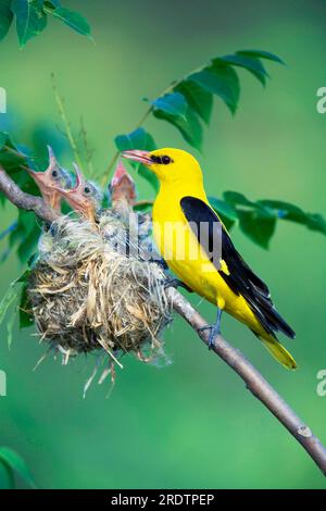 Eurasian Golden Oriole (Oriolus oriolus), maschio al nido con pulcini, uccello di Pentecoste, Bulgaria Foto Stock