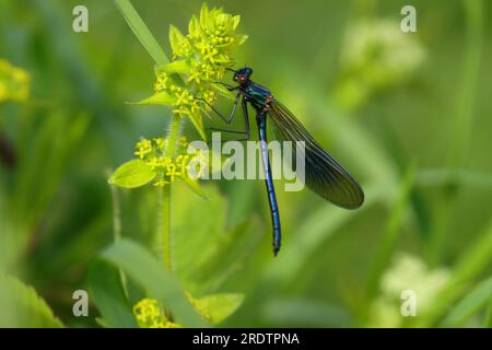 Banded Demoiselle riposa su una pianta di paglia liscia, contea di Durham, Inghilterra, Regno Unito. Foto Stock