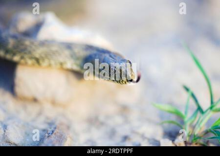 Dice serpente, lingue (Natrix tesselata), lingue, lingue, Bulgaria Foto Stock