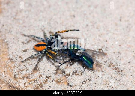 Ragno dagli occhi dorati, il maschio mangia il ragno saltato dagli occhi dorati (Philaeus chrysops), Bulgaria Foto Stock