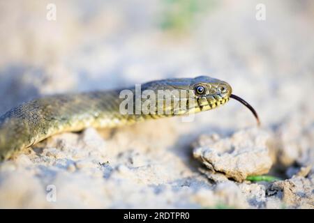 Dice serpente, lingue (Natrix tesselata), lingue, lingue, Bulgaria Foto Stock