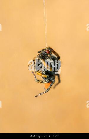 Ragno dagli occhi dorati, il maschio mangia il ragno saltato dagli occhi dorati (Philaeus chrysops), Bulgaria Foto Stock