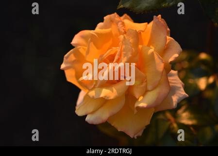 Fiori di rosa cremosi al tramonto. Bellissimi fiori d'arancio al sole. Foto Stock