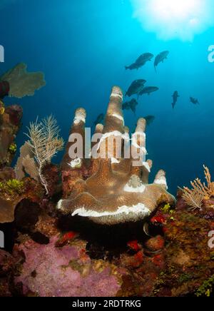 Brassy chub che nuota intorno al Pillar Coral (Dendrogyra cylindrus) affetto da Stony Coral Tissue Loss Disease (SCTLD) Foto Stock