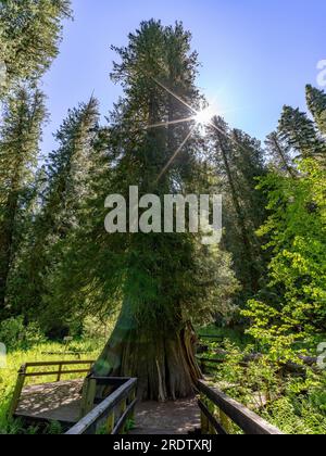 Il sentiero in legno conduce a un gigantesco albero di cedro nell'Idaho Foto Stock