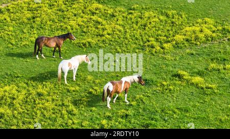 Un cavallo marrone con zoccoli bianchi e naso con due cavalli colorati di antenna marrone e bianca Foto Stock
