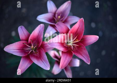 Fiori di giglio rossi, bianchi e arancioni in giardino. I gigli sono grandi fiori. Bellissimi fiori da vicino. Foto Stock