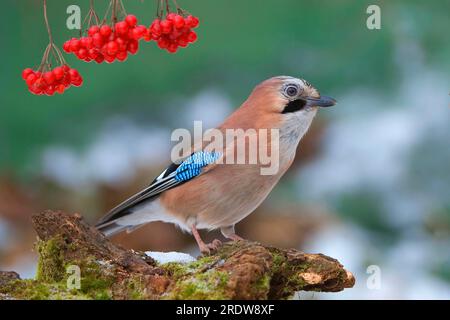 Fieno eurasiatico (Garrulus glandarius) bassa Sassonia, Germania Foto Stock