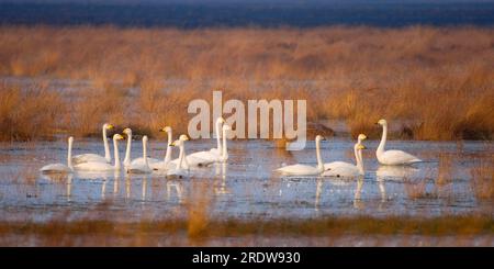 I cigni di Whooper (Cygnus cygnus) Goldenstedter Moor, bassa Sassonia, Germania Foto Stock