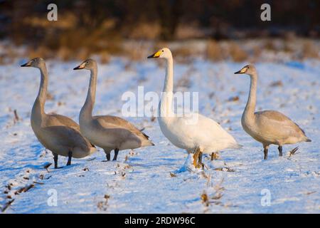 I cigni di Whooper (Cygnus cygnus) Goldenstedter Moor, bassa Sassonia, Germania Foto Stock