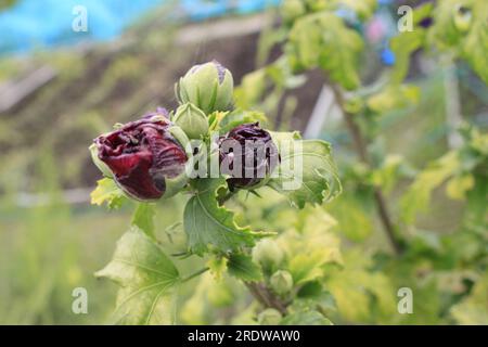 Germogli di ibisco rosa in procinto di fiorire all'inizio dell'estate nel Regno Unito Foto Stock