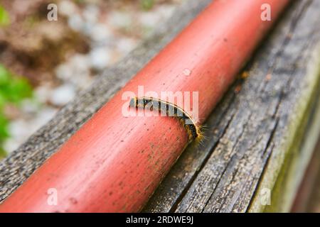 Macro Eastern Tent Caterpillar sulla parte superiore del tubo rosso Foto Stock
