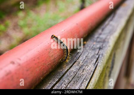 La tenda macro Eastern Caterpillar poggia su un palo rosso rotondo fissato a una trave di legno Foto Stock