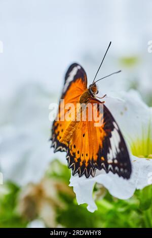 La farfalla arancia da vicino su un fiore bianco con sfondo bianco e verde Foto Stock